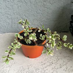 Variegated   Portulacaria   Afra  Plant 