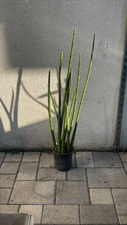 Snake plant