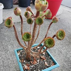 Gorgeous tree roses succulent 10  yrs old aeomium 