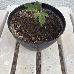 Plant Special, Fig Tree