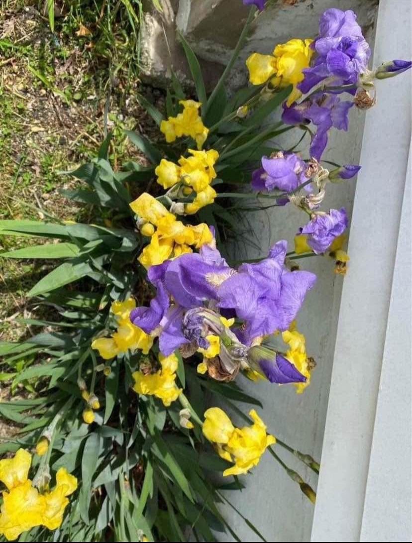 Outdoor Flowers - FLAG IRISES
