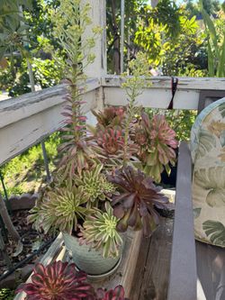 Korean Succulent Plant 