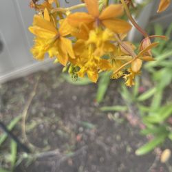 Epidendrum orchids For Sale !! 🌸🌺🌸