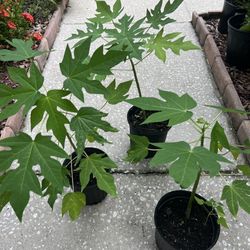 Papaya  tree 🌳 2-3ft height 
