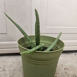 Aloe Vera Plant