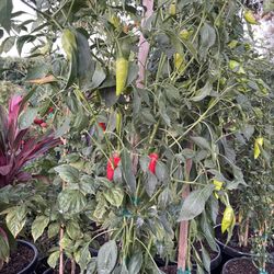 Arbol De Chile
