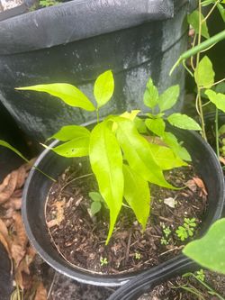 Lychee plants