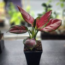 Plant - Aglaonema 