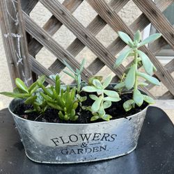 Smackers De Suculentos En Venta 