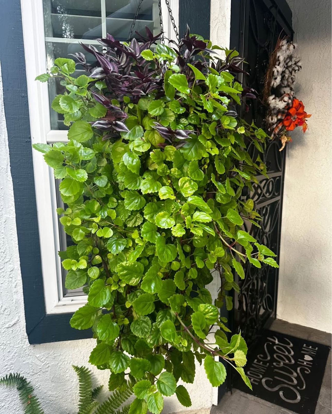 Large Hanging creepy, Charlie and wandering you