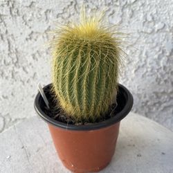4 Inch Pot Cactus Plant- Parodia Lenninghausii - Golden Ball Cactus - Live Cacti - Rooted & Established - Drought Resistant - 🌵 