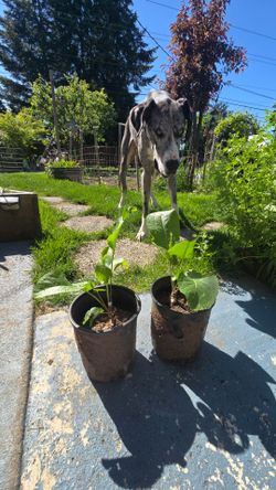 Horseradish Plants for Sale – Add Some Zing to Your Garden! 🌿