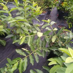 Huayaba 3 Gallon. $40.00