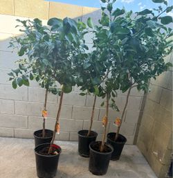 Ruby Red Grapefruit Trees 4 1/2 The Tall $60 Each Price Firm