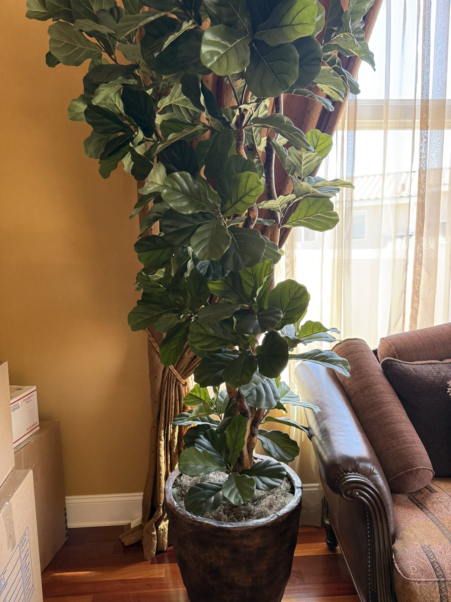 1 Large Plant