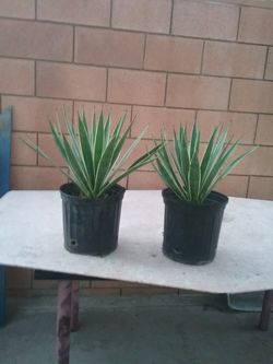 Soculentas