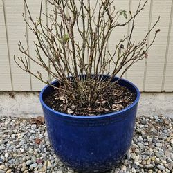 ROSE. BUSH IN POT
