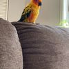 Daphne