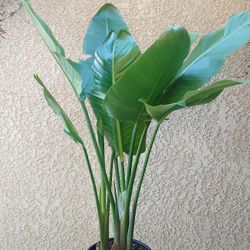 Bird Of Paradise Plant with White Flowers $38