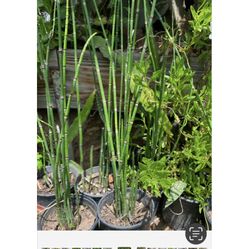 Plantas De Orégano Menta Mejorana Yerbabuena Sábila Tomillo Albacar Tomillo Istafiste Cola De Caballo Te De Limon Ruda  Epazote 