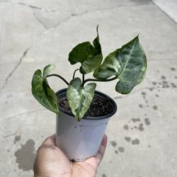 4” Syngonium Three Kings
