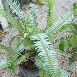 Large Boston Fern Potted Plant Landscape Plant