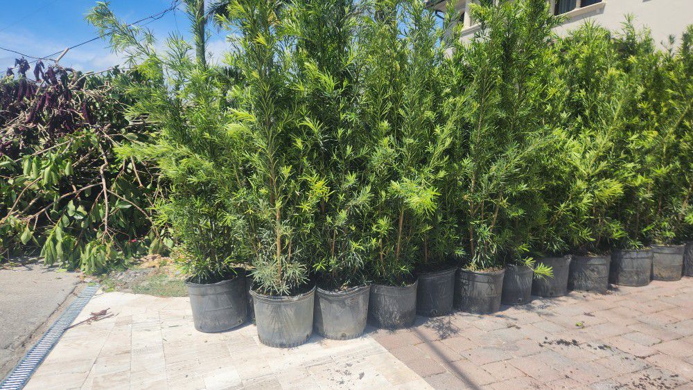 Spectacular Podocarpus Plants For Inmediate Privacy! About 6 Feet Tall! Fertilized!