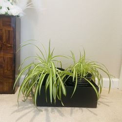spider plants