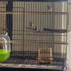 Cage And Bird For Sale 