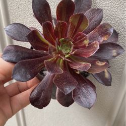 Korean Succulent In 4 Inch Pot Pick Up Only