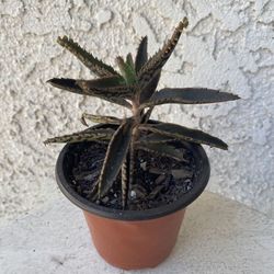 3 Inch Pot Succulent Plant - Mother Of Millions - Kalanchoe Daigremontiana - Established Plant - Drought Resistant - 🪴 