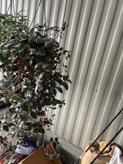 Rabbit feet plant