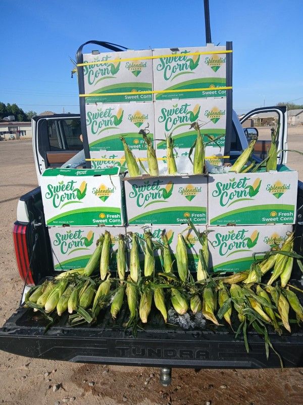 ELOTE BLANCO MEXICO (Sweet Corn)