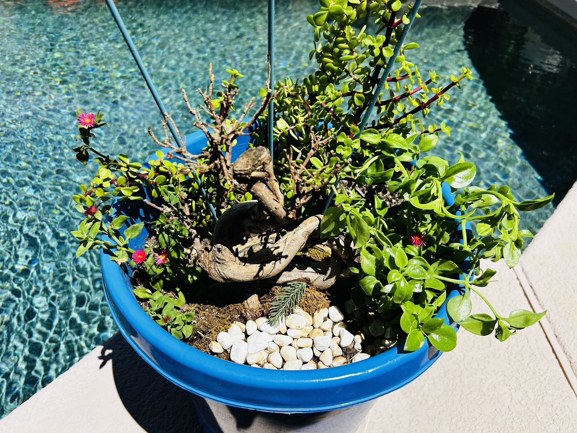 Huge Pot, Full Of Plants, Flowers And Trellis