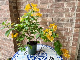 Bougainvillea California gold plant blooming
