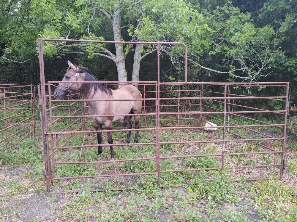 (2) 12 x 12 horse stalls for Sale in Pasadena, TX - OfferUp