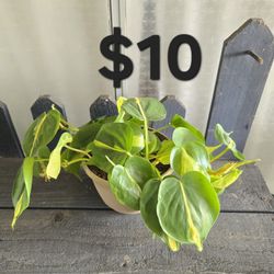 Philodendron 