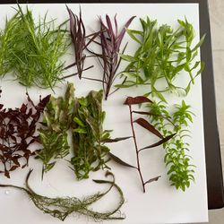 Aquarium Plant Package