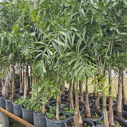 fishtail palms over About 6 feet tall only $20 12 or more or $35 unit