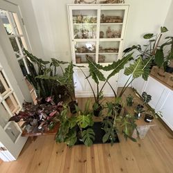 🪴Indoor Plants & Succulents — Starting at $3! (Vancouver, WA)