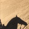 Reins