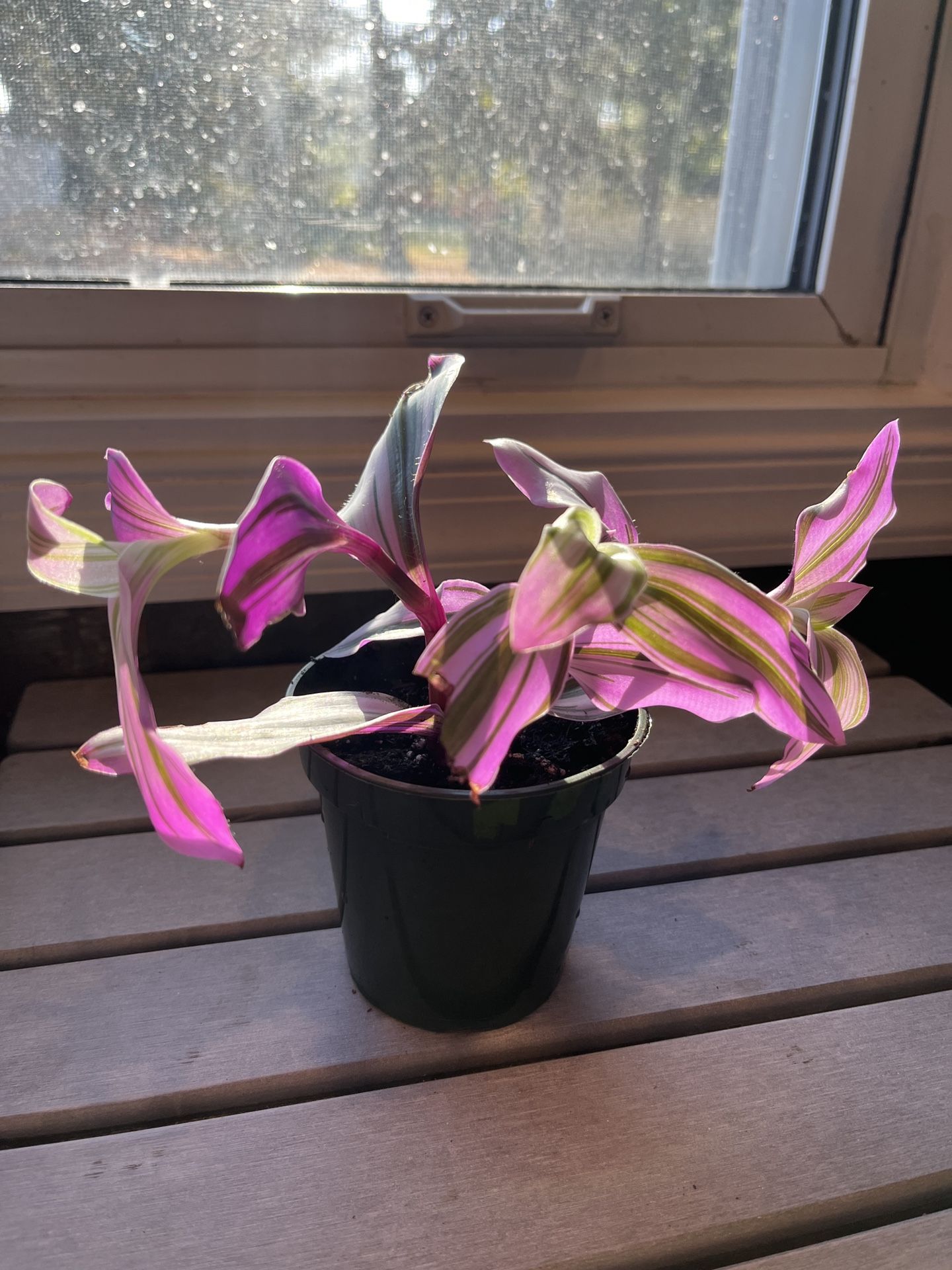 Tradescantia Nanouk (Pink Wandering Jew) – Vibrant & Easy-Care Houseplant