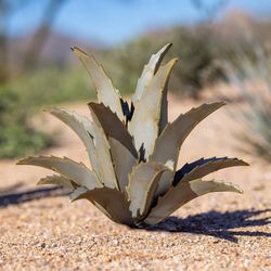 Americana Agave Sculpture by Desert Steel