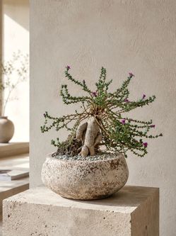 Old Trichodiadema Bulbosum (Planter Included) (Local LA Seller)