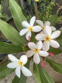 Plumeria