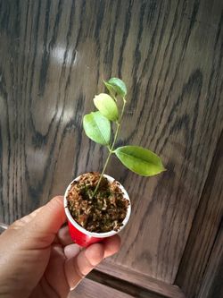 2” hoya medusa