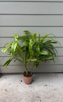 Dracaena Plant in Terracotta Pot