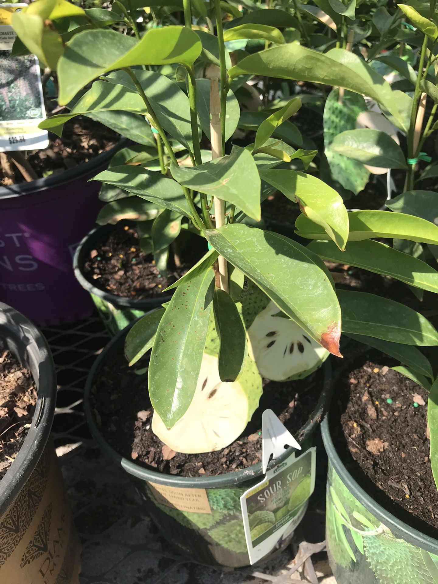 olivenbaum stmmchen kaufen Olea Europaea Olivenbaum auf Stamm 19cm 90cm kaufen