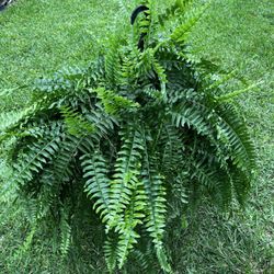 BOSTON FERN (“10 Hanging Basket) Grace With Ambience for Office or Home