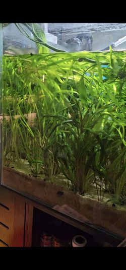 Aquarium Plants